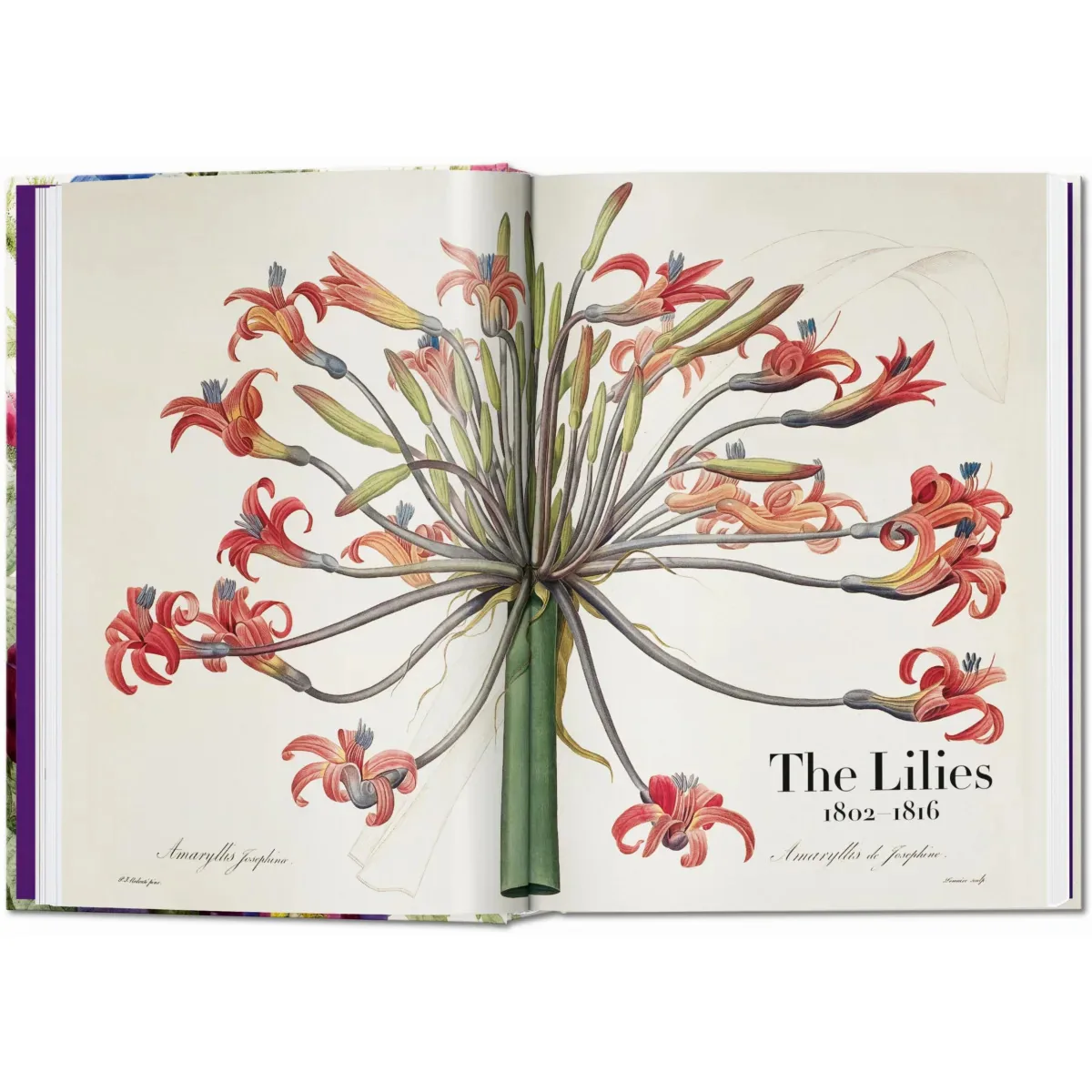 Redouté. The Book of Flowers. 45th Ed., otra vista